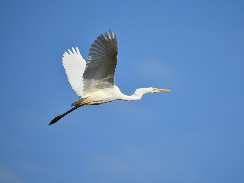 Blue Heron